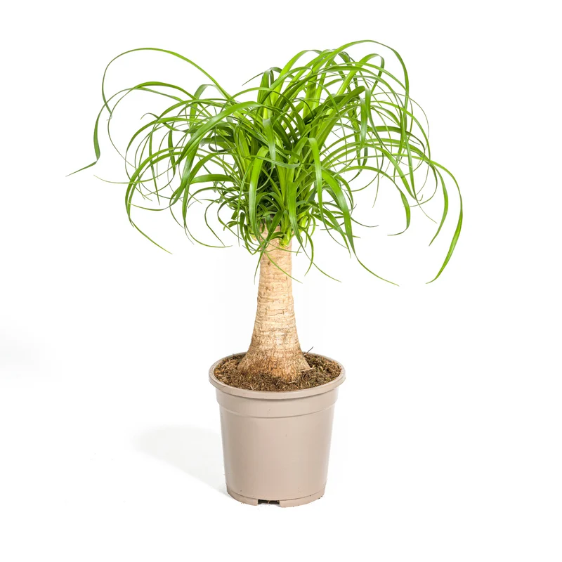 Elefantenfuß (Beaucarnea Recurvata)