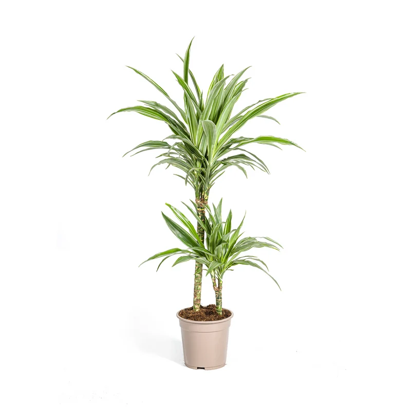 Weißgestreifter Drachenbaum (Dracaena Deremensis White Stripe)