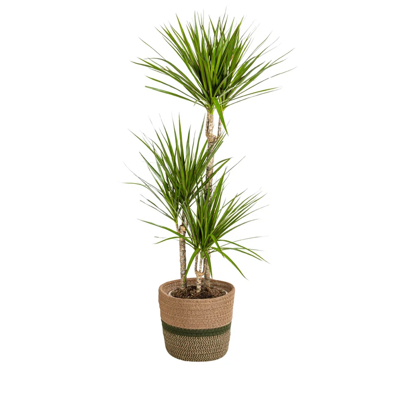 Grüner Drachenbaum mit Korb (Dracaena Marginata Green)