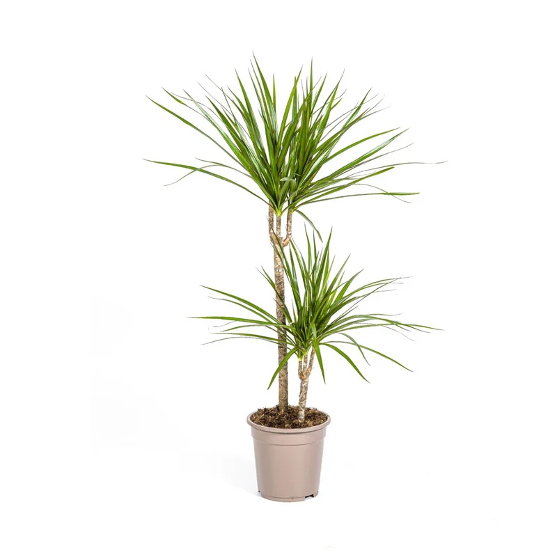 Grüner Drachenbaum (Dracaena Marginata Green)