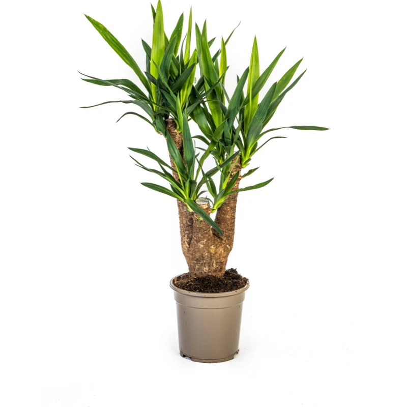Verzweigte Palmlilie (Yucca Elephantipes)