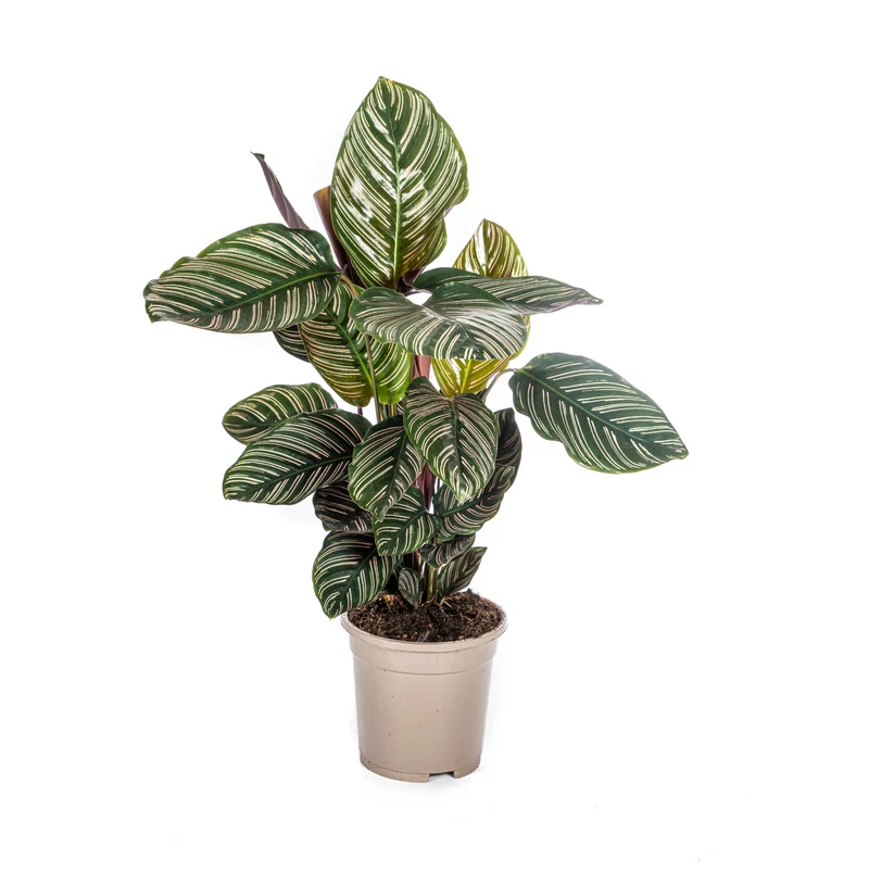 Gestreifte Korbmarante (Calathea Ornata Sanderiana)