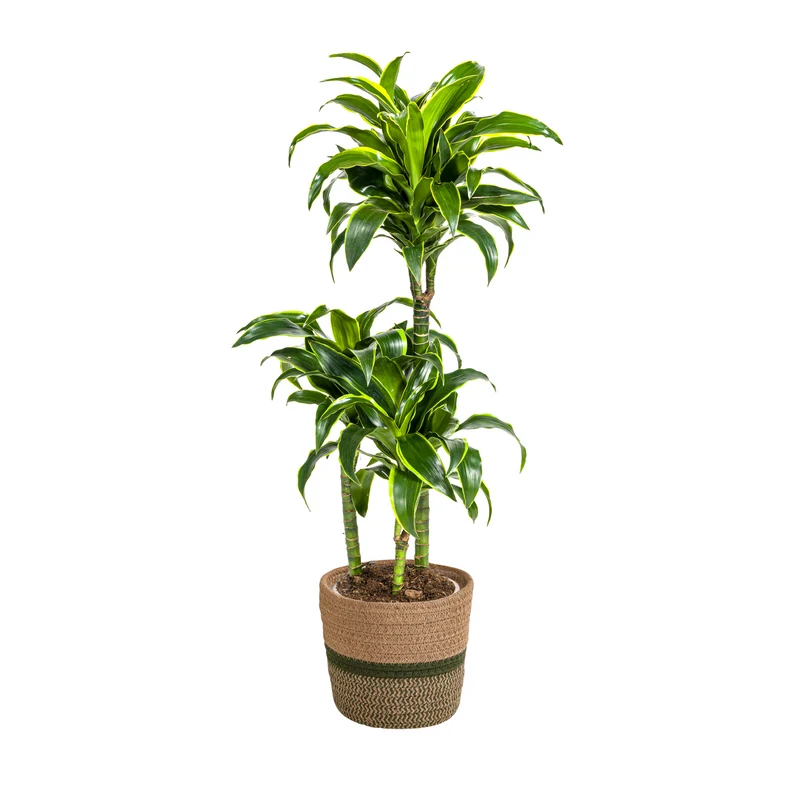 Goldener Drachenbaum mit Korb (Dracaena Deremensis Dorado)
