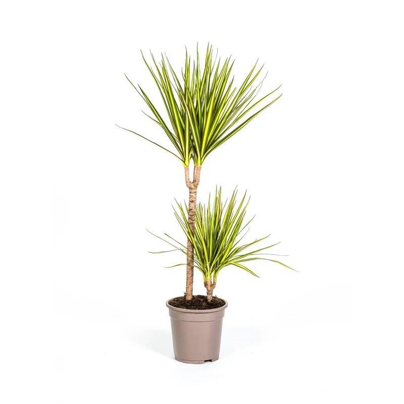 Sonnenstrahl-Drachenbaum (Dracaena Marginata Sunray)