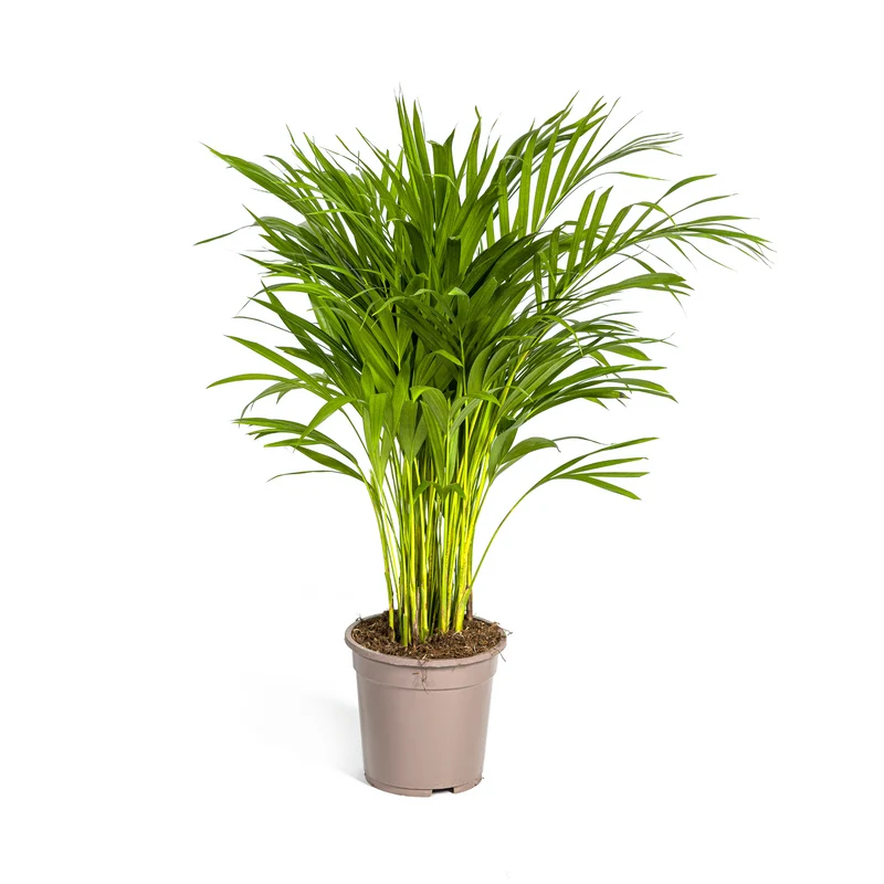 Goldfruchtpalme (Dypsis Areca Lutescens)