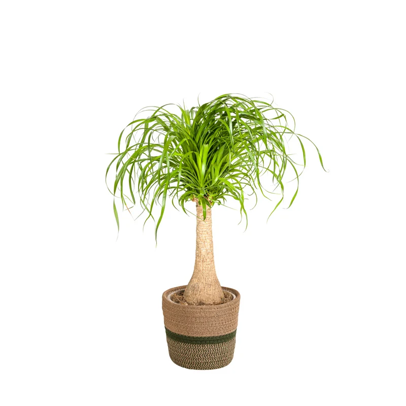 Elefantenfuß mit Korb (Beaucarnea Recurvata)