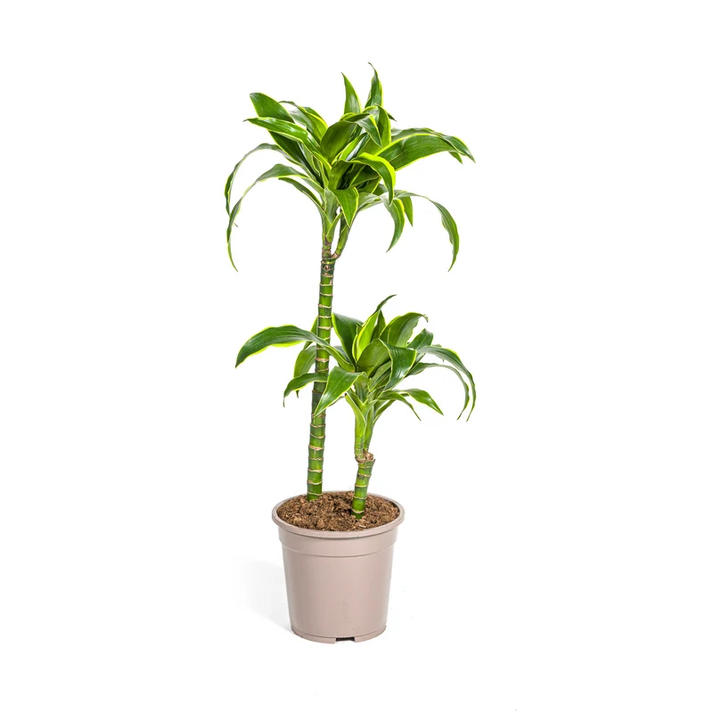 Goldener Drachenbaum (Dracaena Deremensis Dorado)