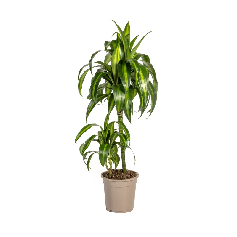 Hawaiianischer Sonnen-Drachenbaum (Dracaena Deremensis Hawaiian Sunshine)