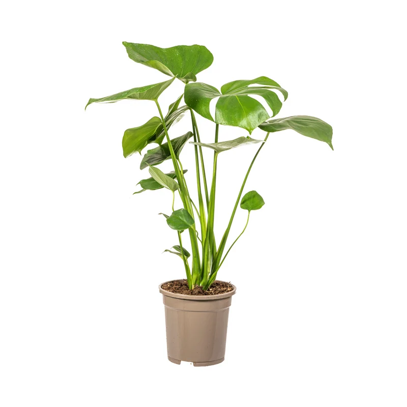 Fensterblatt (Monstera Deliciosa Tauerii)