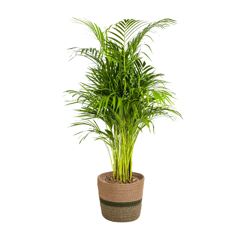 Dypsis Areca Lutescens mit Korb Ø21cm - ↕100 - 120cm