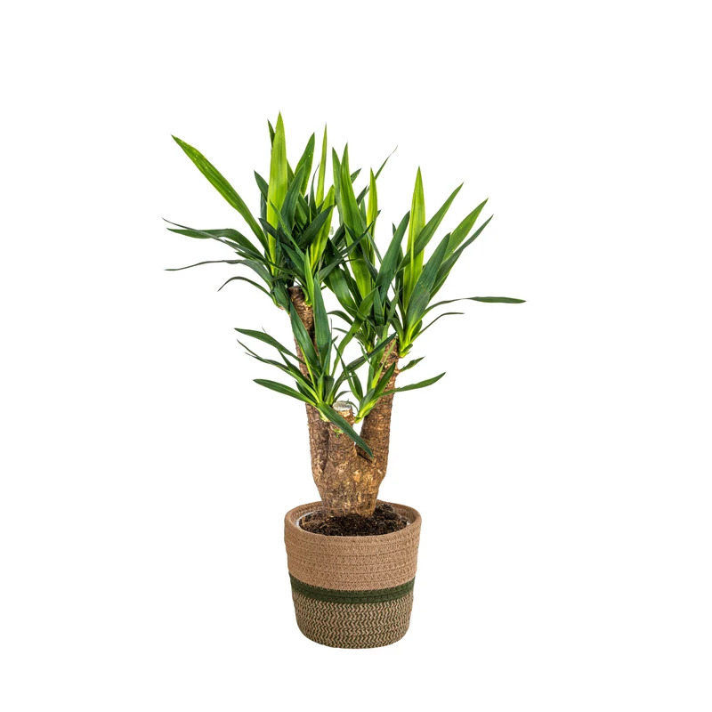 Verzweigte Palmlilie mit Korb (Yucca Elephantipes)