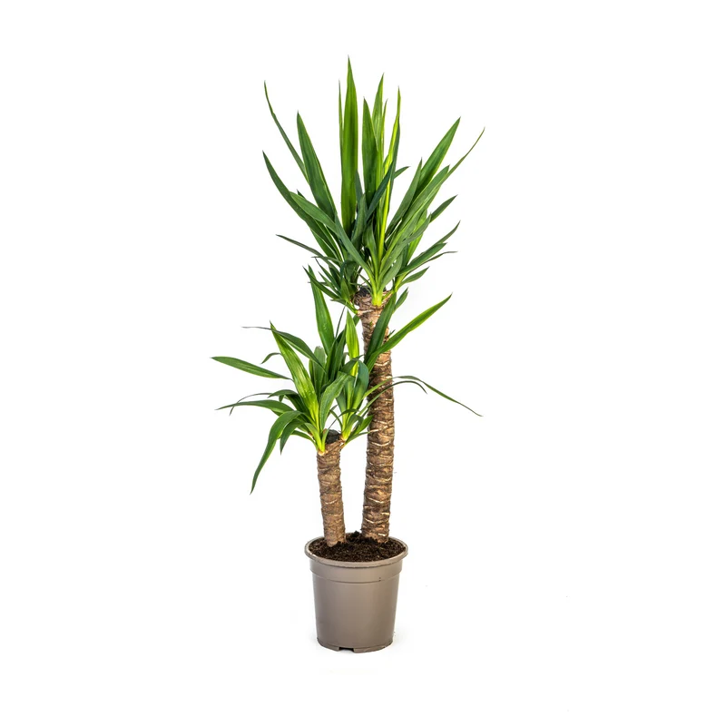 Palmlilie (Yucca Elephantipes)
