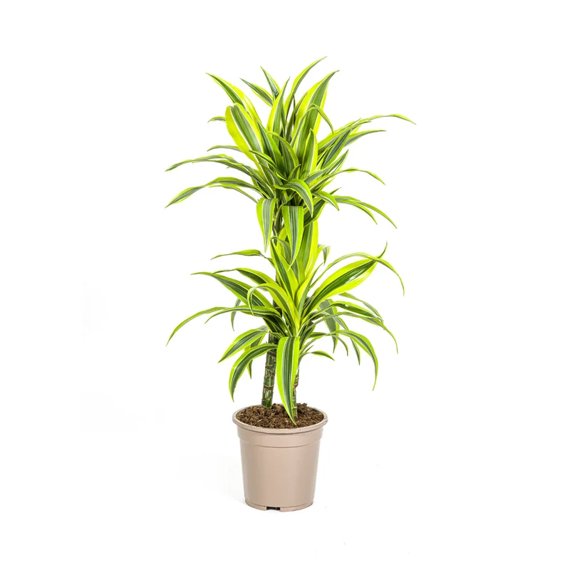 Zitronen-Limetten Drachenbaum (Dracaena Deremensis Lemon Lime)