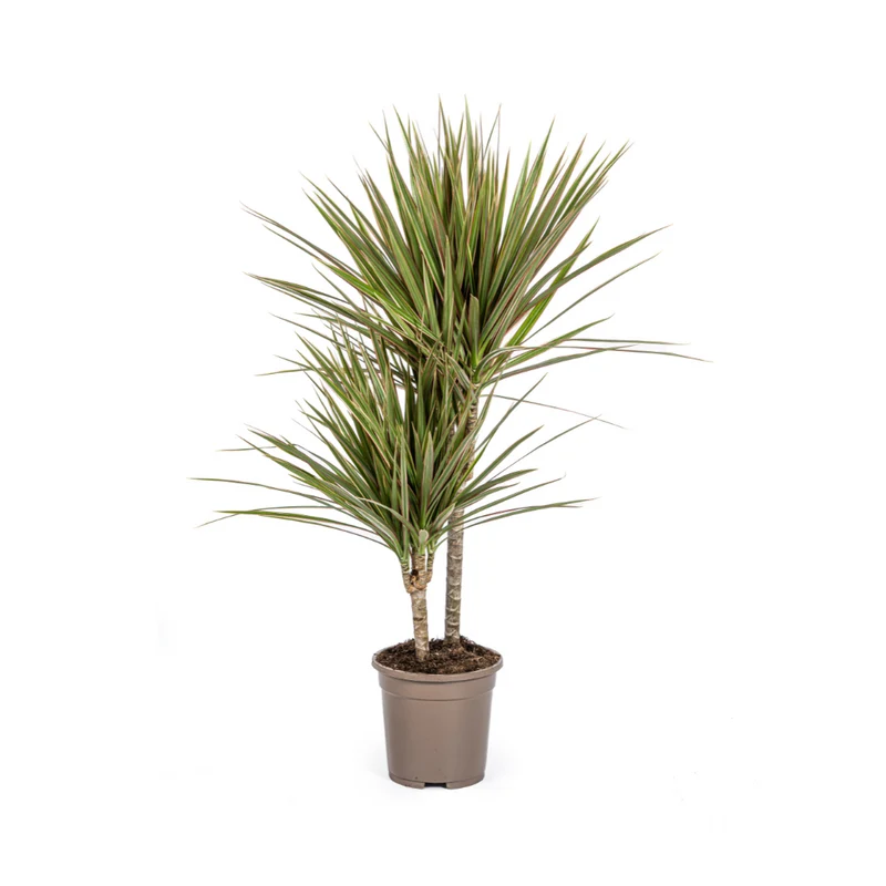 Zweifarbiger Drachenbaum (Dracaena Marginata Bicolor)