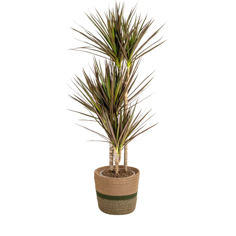 Magenta Drachenbaum mit Korb (Dracaena Marginata Magenta)