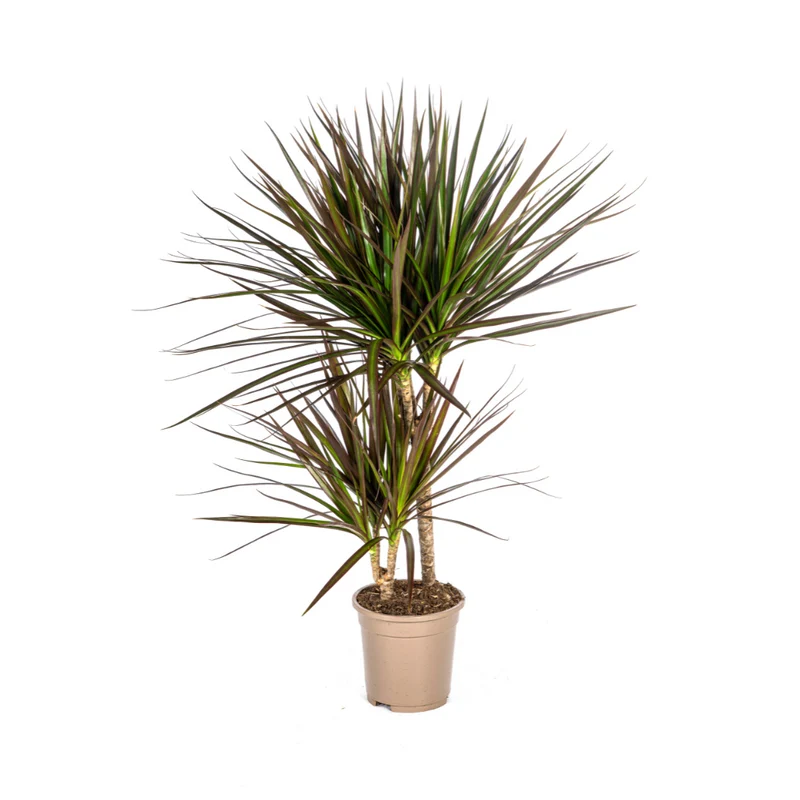 Magenta Drachenbaum (Dracaena Marginata Magenta)