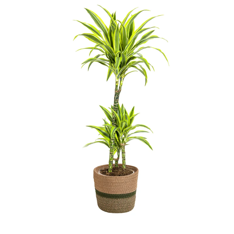 Zitronen-Limetten Drachenbaum mit Korb (Dracaena Deremensis Lemon Lime)