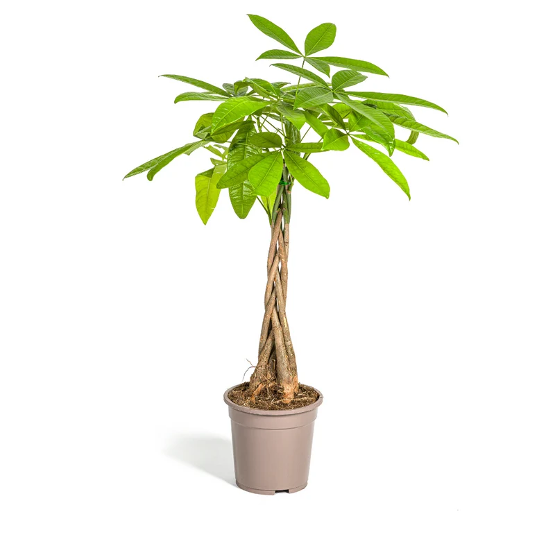 Geldbaum (Pachira Aquatica)