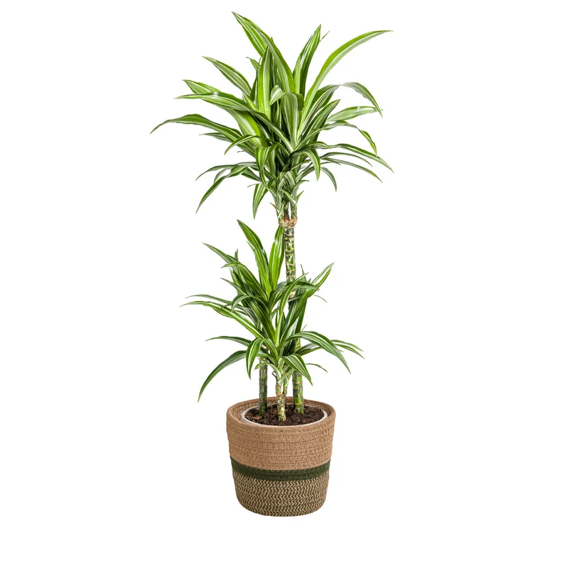 Weißgestreifter Drachenbaum mit Korb (Dracaena Deremensis White Stripe)