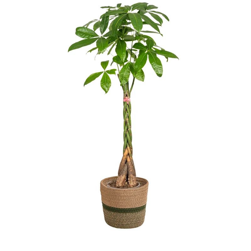 Pachira Aquatica mit Korb Ø24cm - ↕120 - 140cm