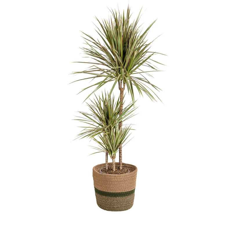 Zweifarbiger Drachenbaum mit Korb (Dracaena Marginata Bicolor) Ø21cm - ↕110 - 130cm