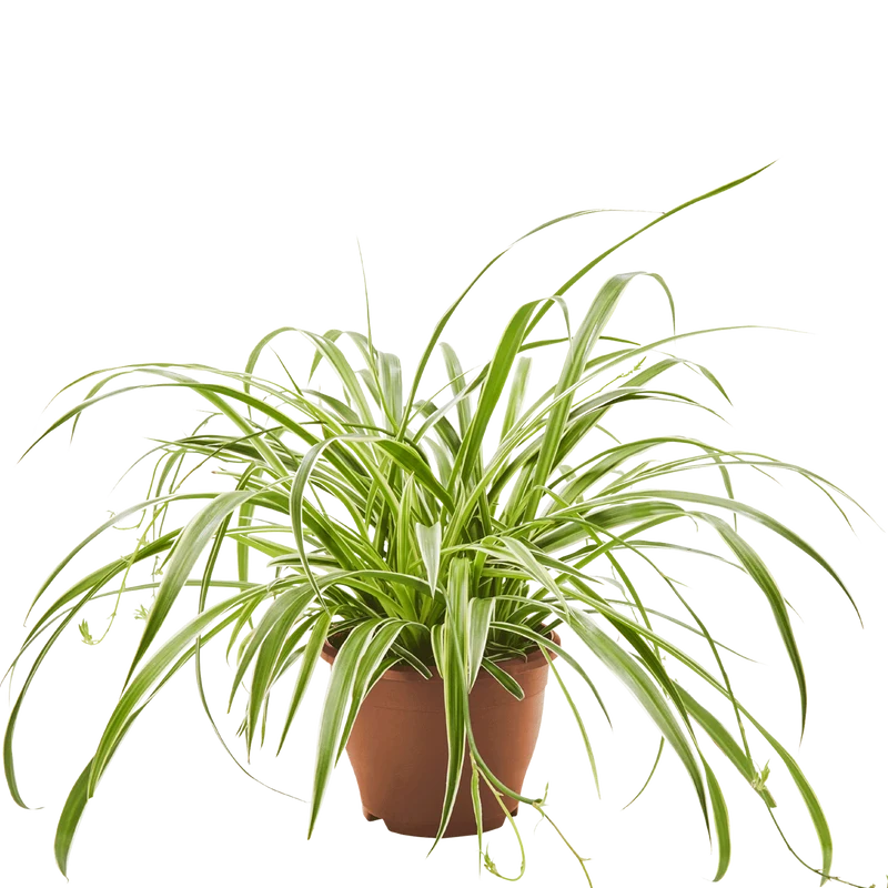 Grünlilie Chlorophytum