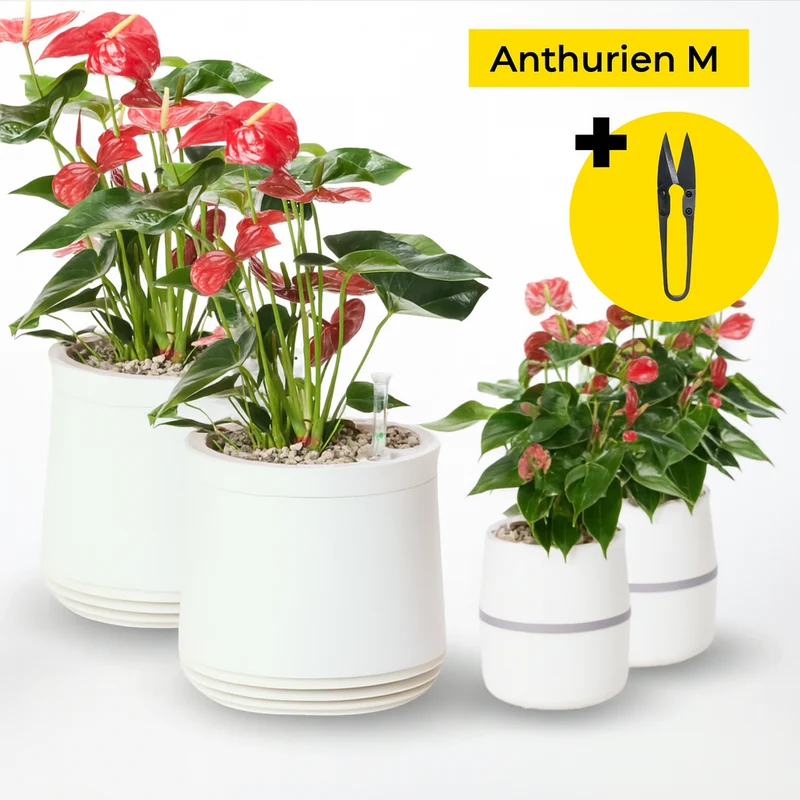 Anthurien Bundle M