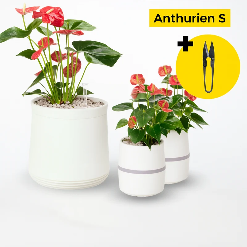 Anthurien Bundle S