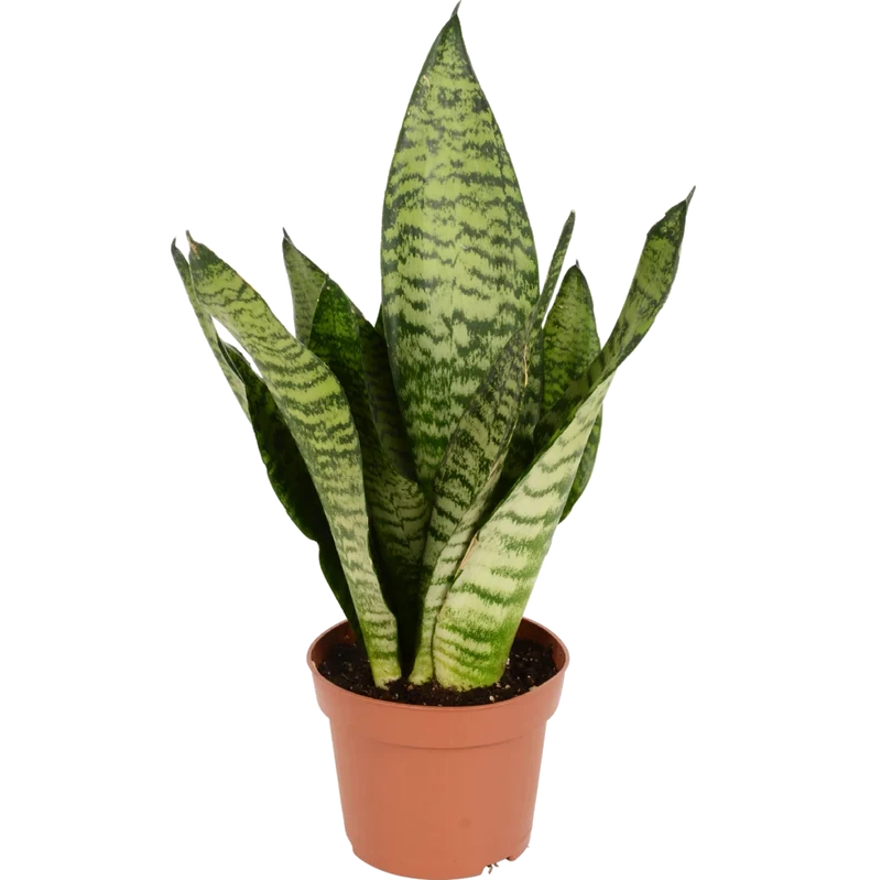 Bogenhanf (Sansevieria Zeylanica)