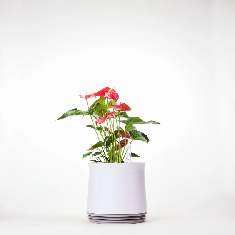 AIRY System M Flamingoblume Anthurie rot