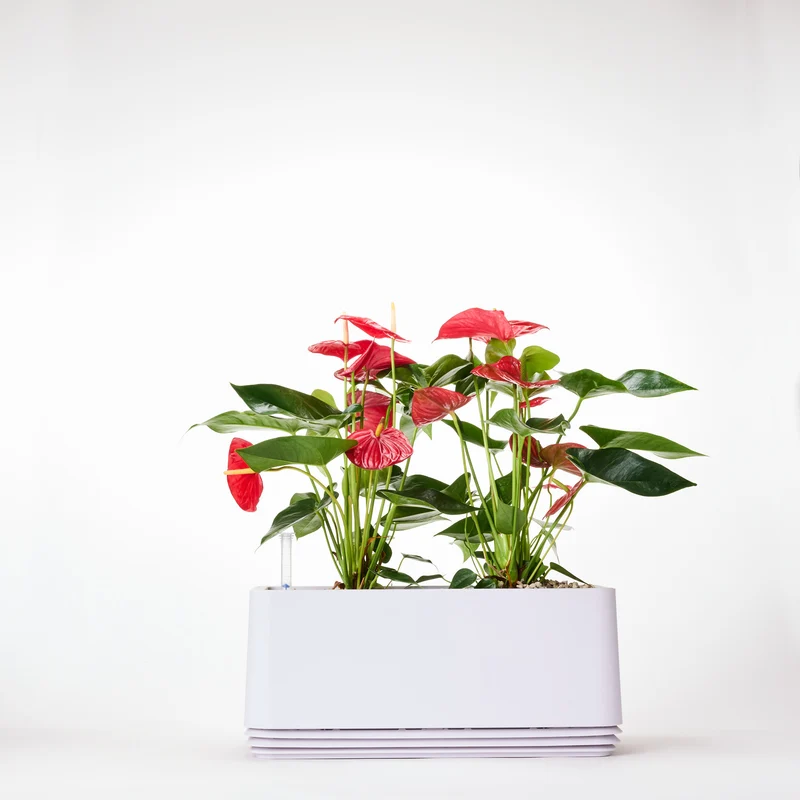 AIRY System L Flamingoblume Anthurie rot