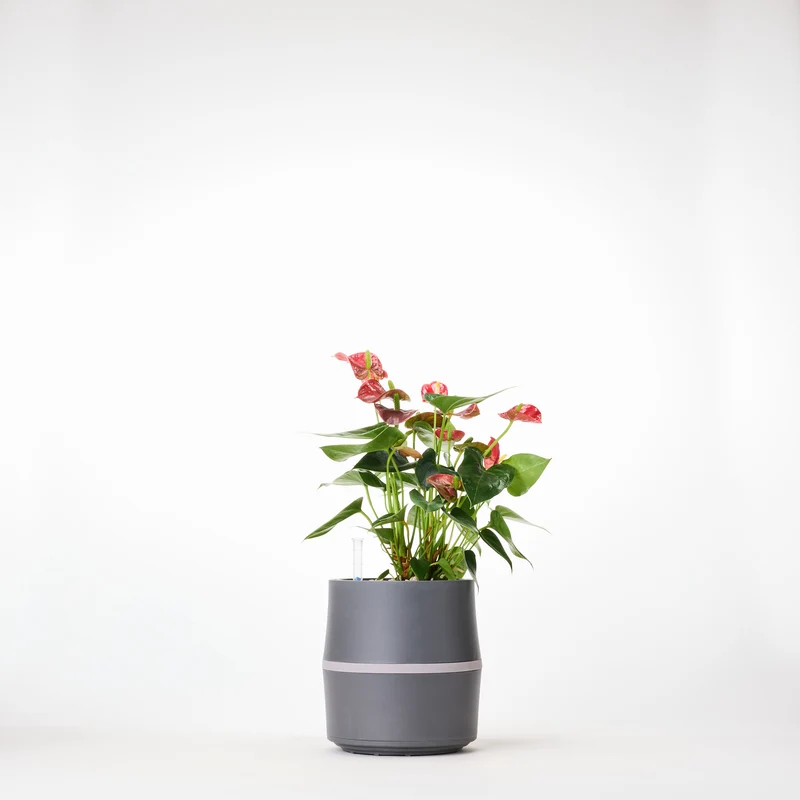 AIRY System S Flamingoblume (Anthurie) Rot