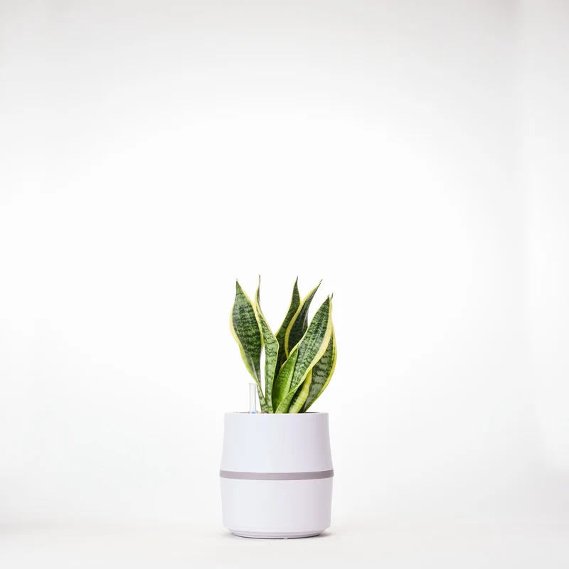 AIRY System S mit Bogenhanf (Sansevieria Laurentii)