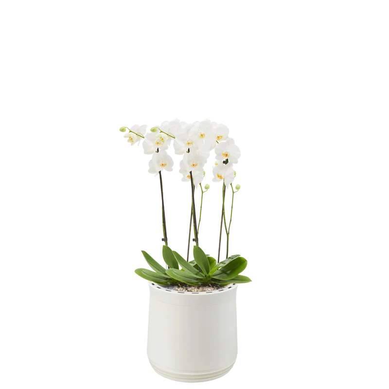 AIRY System M Orchidee