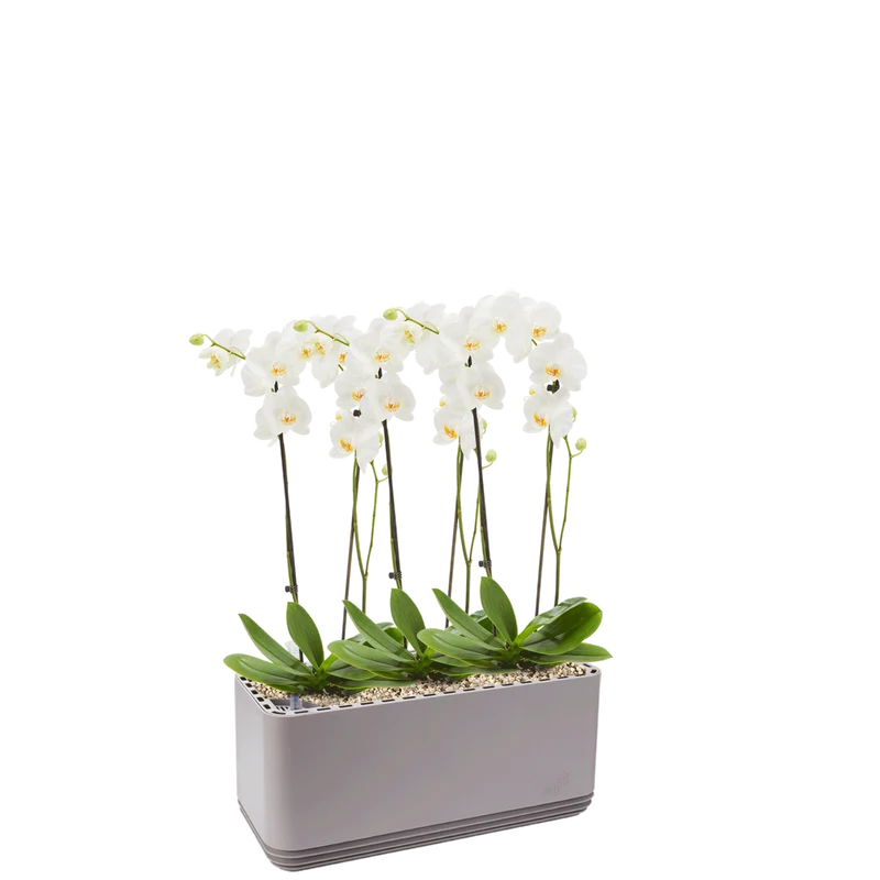 AIRY System L Orchideen