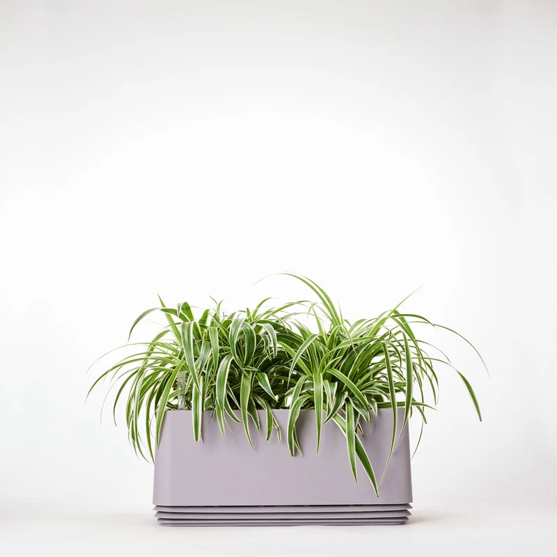 AIRY System L Grünlilie