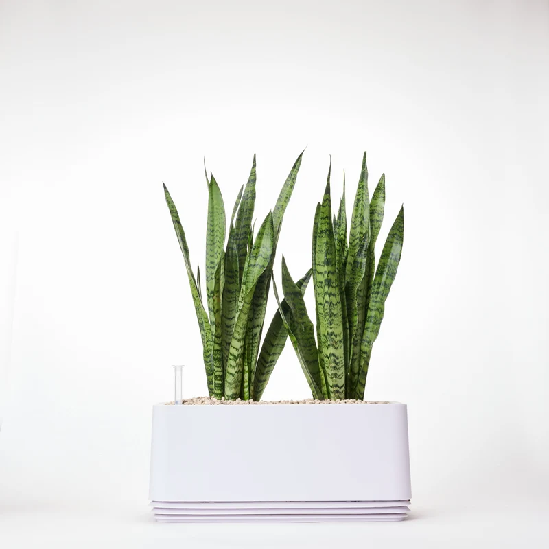 AIRY System L Bogenhanf (Sansevieria Laurentii)