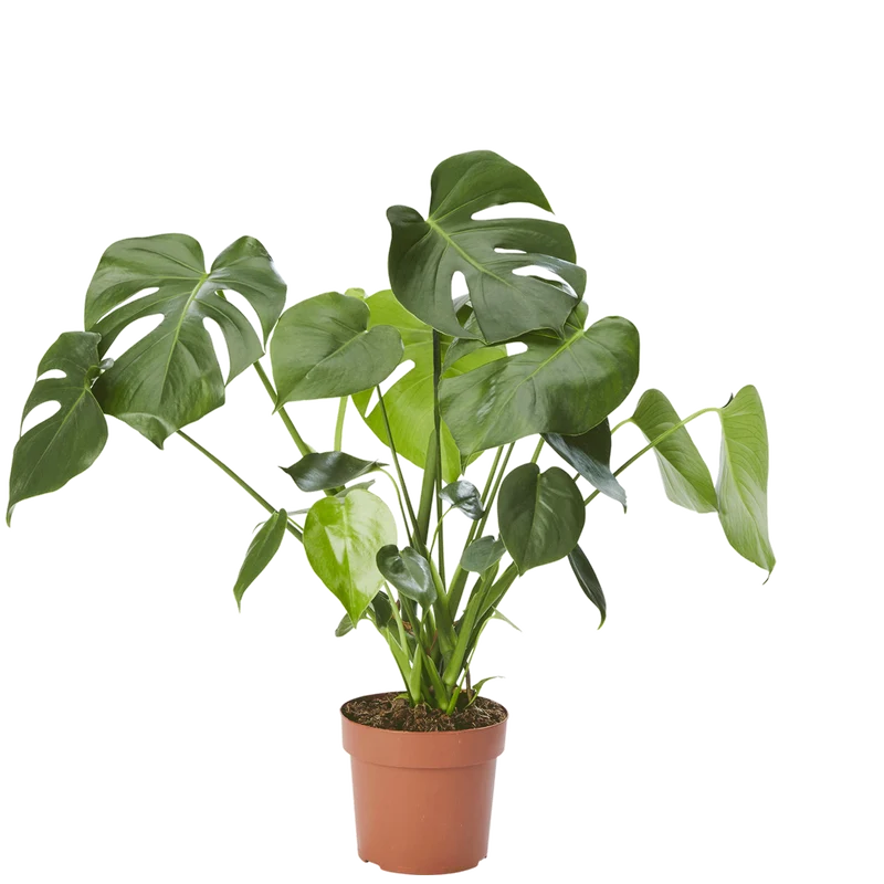 Fensterblatt (Monstera Deliciosa)