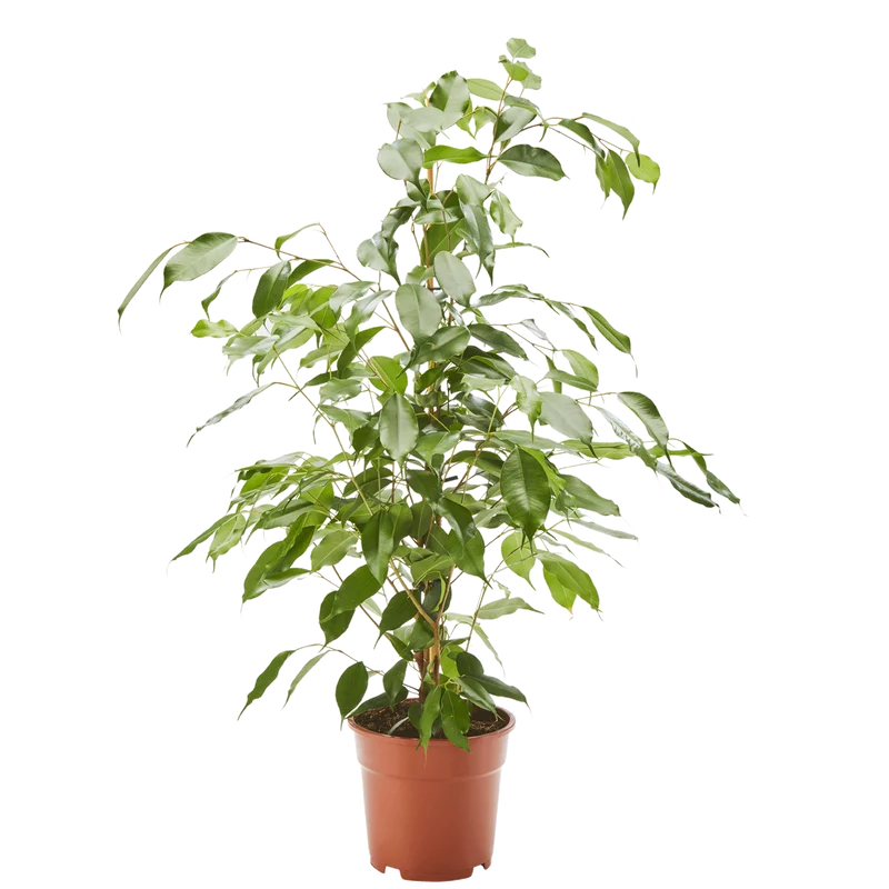 Birkenfeige Ficus Exotica