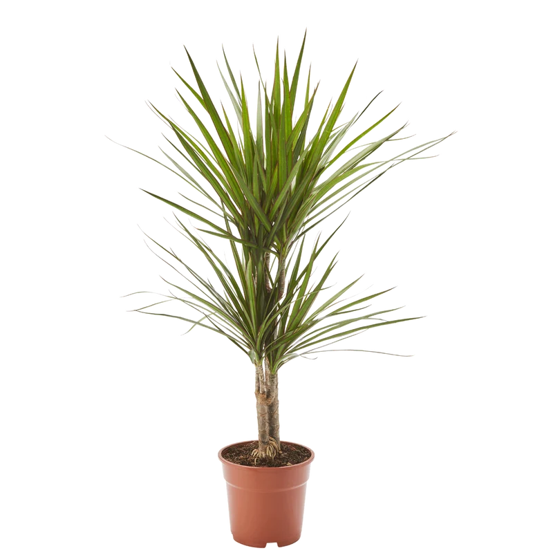 Drachenbaum Dracaena