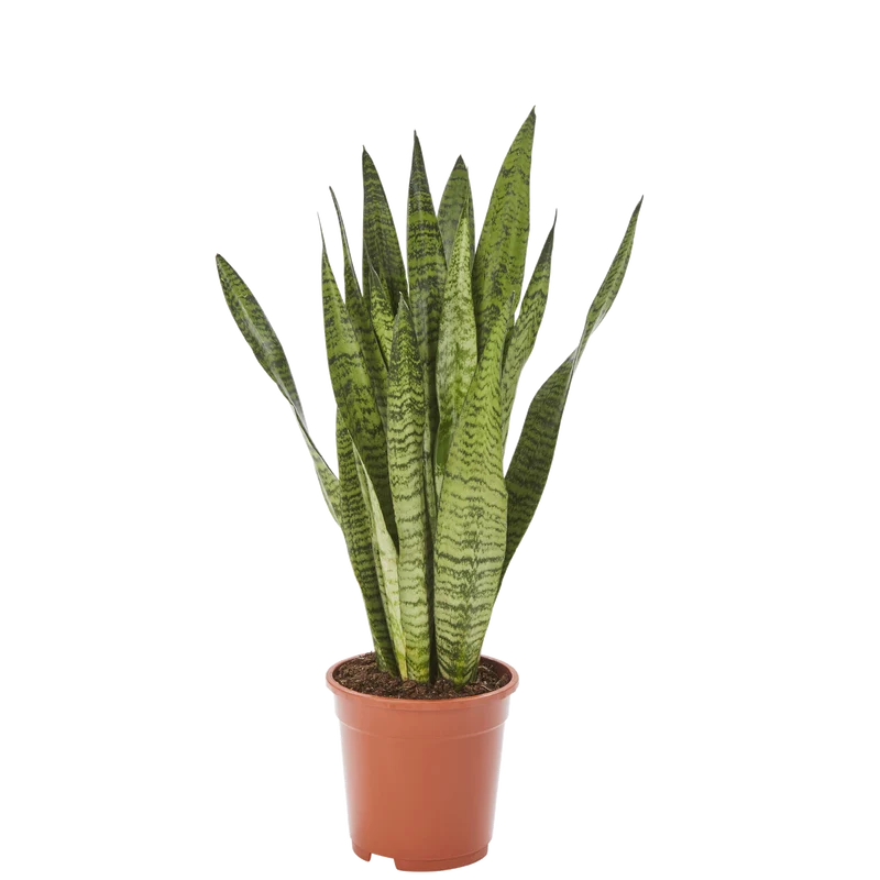 Bogenhanf Sansevieria Zeylanica