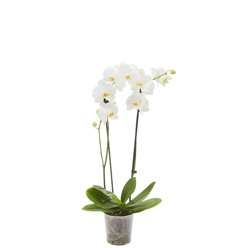 Orchidee Phalaenopsis