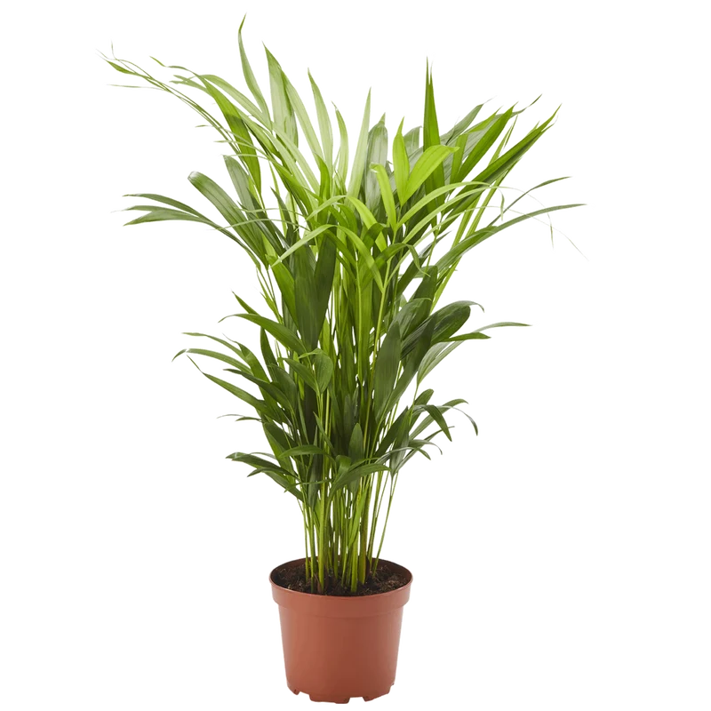 Goldfruchtpalme 17cm (Dypsis lutescens)