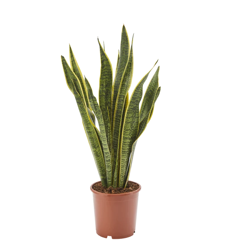 Bogenhanf Sansevieria Laurentii