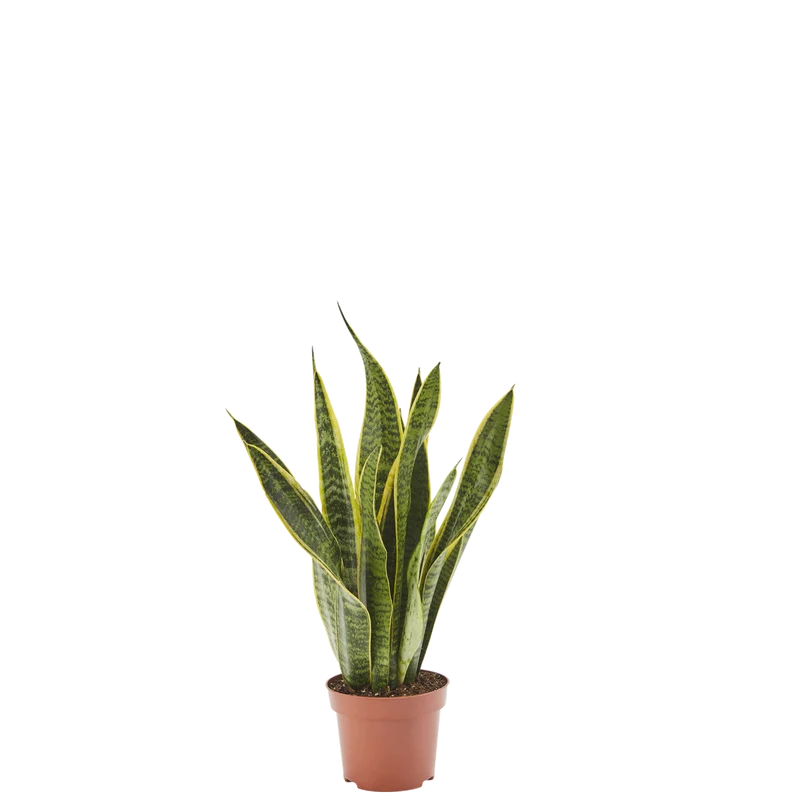 Bogenhanf Sansevieria Laurentii