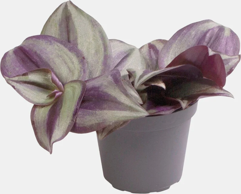 PT-TRADESCANTIA ZEBRA