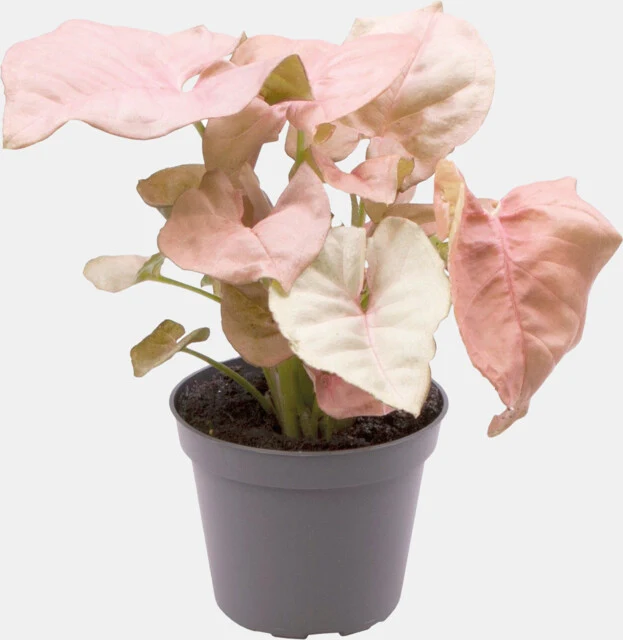 PT-SYNGONIUM NEON