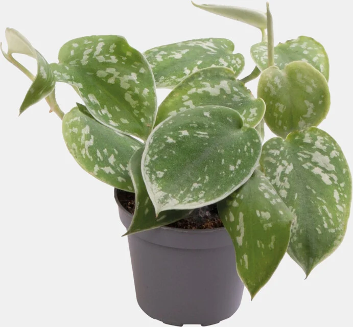 PT-PHILODENDRON SCANDENS PICTUS