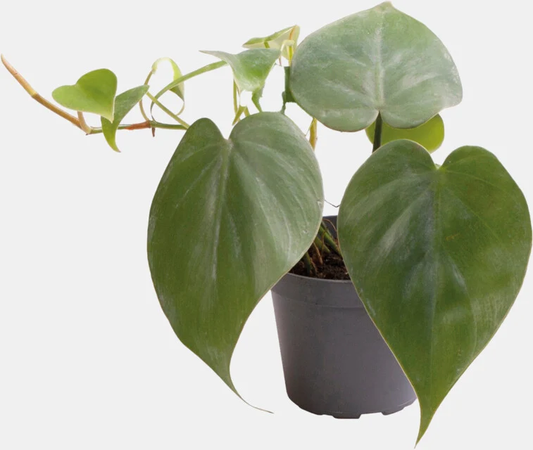 PT-PHILODENDRON SCANDENS