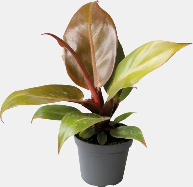 PT-PHILODENDRON CHERRY RED